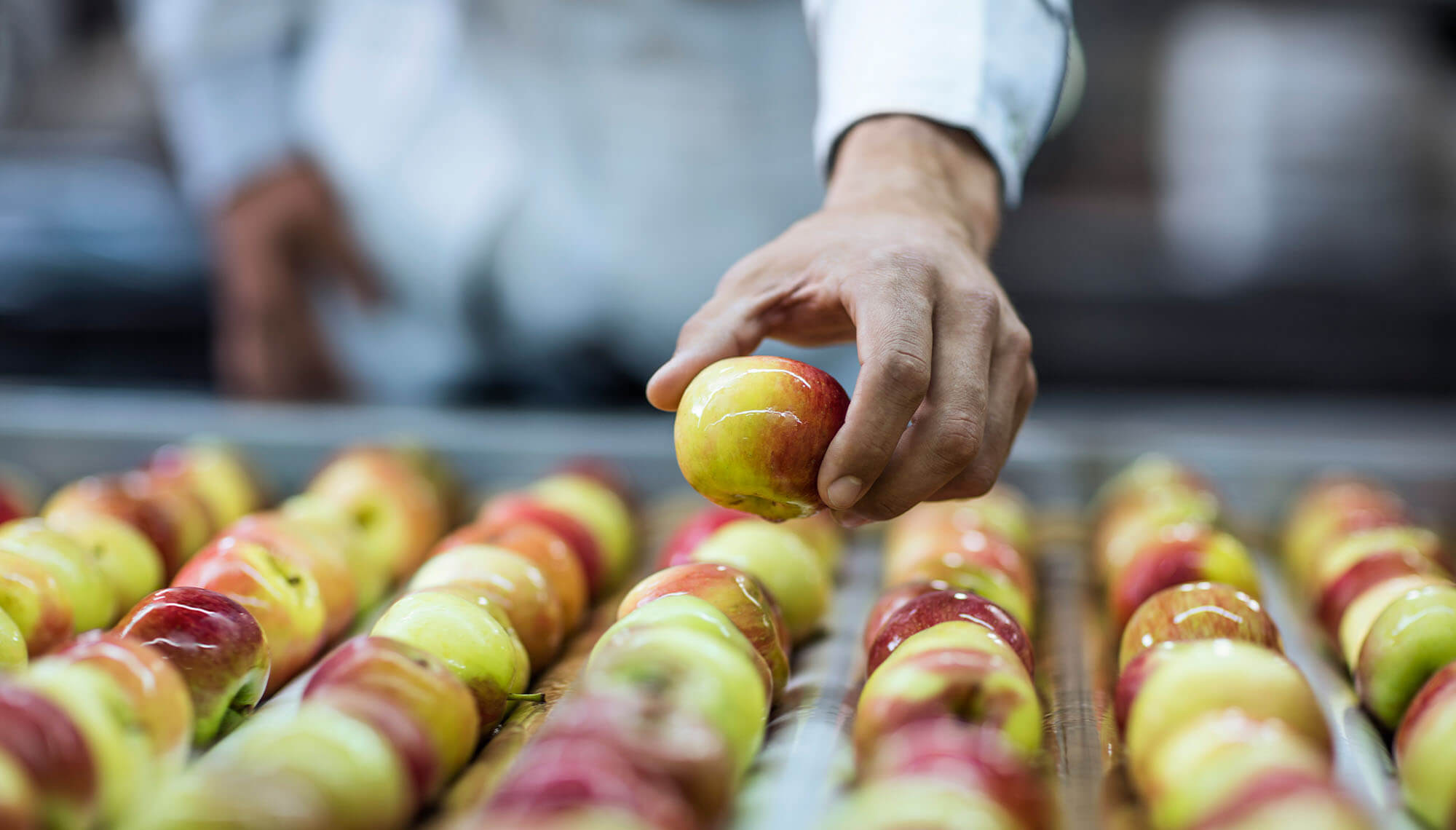 Un trabajador inspeccionando manzanas frescas en una línea de producción alimentaria.